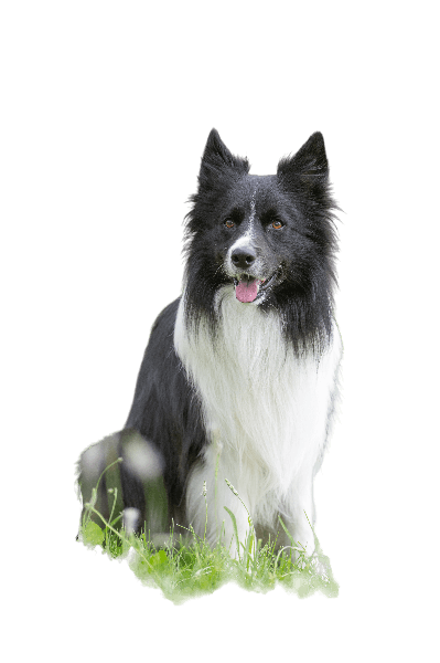 Mitarbeiter von Magic Moment Events: Sammy der Hund